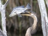african-darter-wfish-on-beak-3755