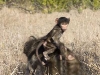 baboon-baby-riding-5239