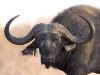 buffalo-headshot-9427