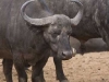 buffalo-with-oxpecker-in-nose-0341