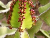 cactus-blossoms-3543
