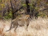cheetah-in-grass-0797