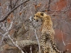 cheetah-on-rock-0546