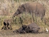 elephant-calf-in-mud-wwatchers-7900