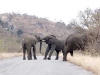 elephant-confrontation-1192