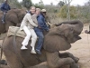 elephant-kneeling-us-on-board-2794