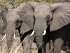 elephant-twins-7738