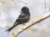fork-tailed-drongo-1721