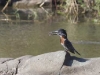 giant-kingfisher-7699