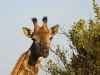 giraffe-headshot-4382