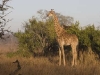 giraffe-young-4355