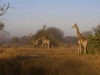 giraffes-in-morning-sun-4367