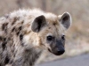 hyena-7995