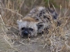 hyena-pup-1783