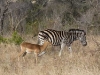 impala-and-zebra-1640