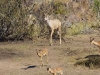 kudu-and-impala-4930