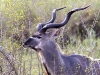 kudu-buck-3883