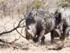 rhinos-running-into-hide-8974
