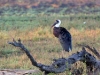 stork-woolly-necked-5290