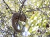 tree-squirrel-in-tree-6282