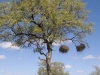 tree-with-nests-4881