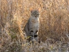 wild-cat-2168
