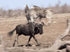 wildebeest-running-8427