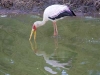 yellow-billed-stork-9296