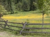 yellow-flowers-wrail-fence