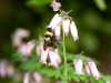red-tailed-bumble-bee