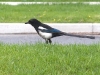 black-billed-magpie
