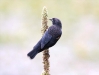 blackbird-tri-wing-male