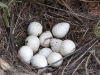 california-quail-eggs