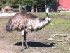 emu-adult