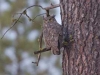 great-horned-owl-1429