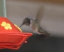 hummingbird-black-chinned-at-feeder