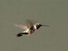 hummingbird-black-chinned-in-flight