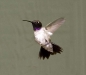 hummingbird-black-chinned-male