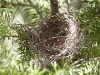 hummingbird-nest