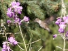 hummingbird-with-fireweed