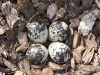 killdeer-eggs
