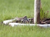killdeer-on-nest