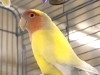 love-bird-yellow