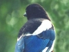 magpie-black-billed-tail