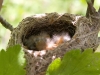 dusky-flycatcher, nest