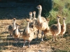 ostrich-chicks