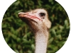 ostrich-head-circle