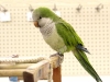 parrot-quaker