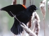 red-wing-blackbird