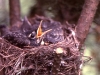 robins-in-nest